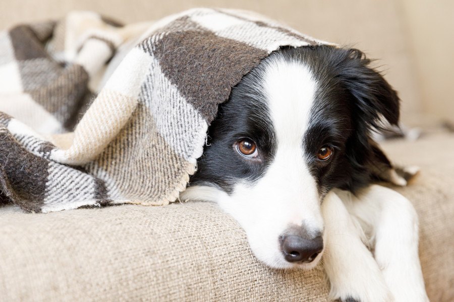 なぜ犬は『大きな音』を嫌うの？4つの理由と暮らしのコツを解説