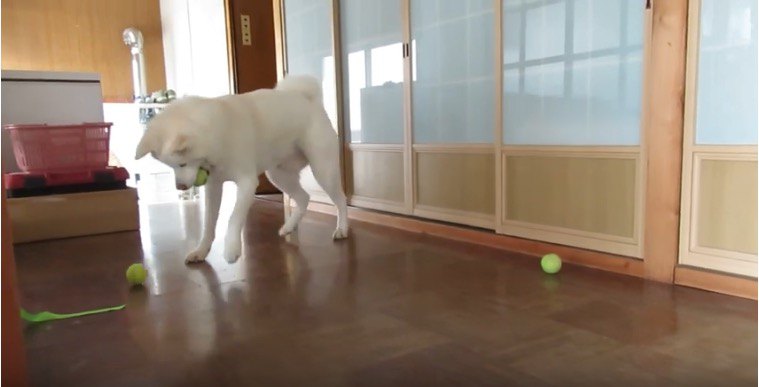 うほほーい！テニスボールで楽しく遊ぶ秋田犬