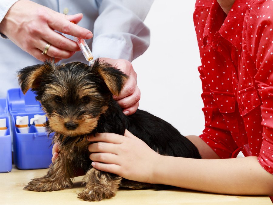 子犬のワクチン接種について！種類や値段、気をつける病気