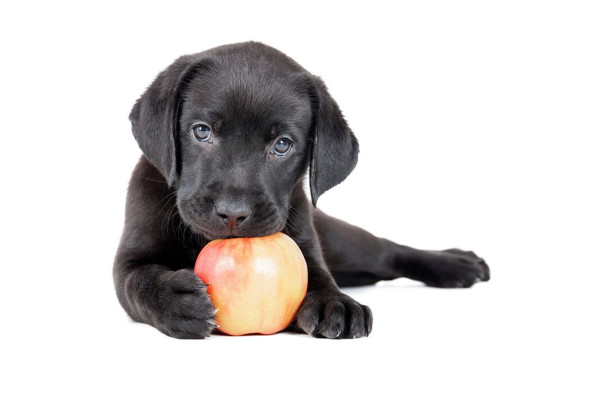 犬がりんごを食べても大丈夫？与え方と注意点