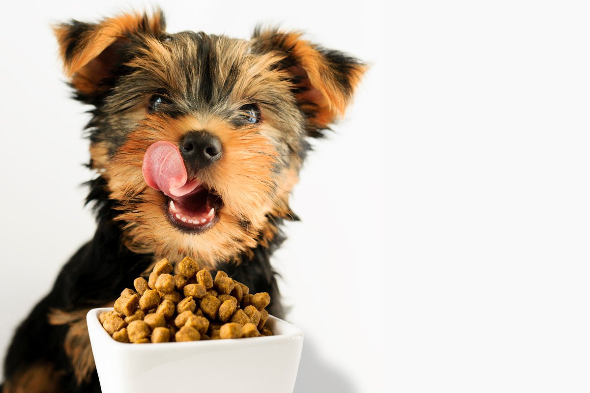 犬はなぜいつまでもご飯を食べ続けるの？満腹にはなってる？