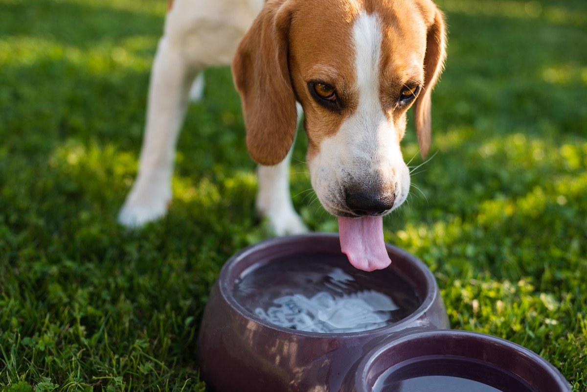 犬が『多飲多尿』になる原因7選！判断の目安や対処法とは