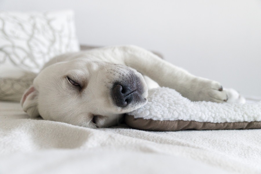 犬が寝ている時に白目を剥くのは問題ない？