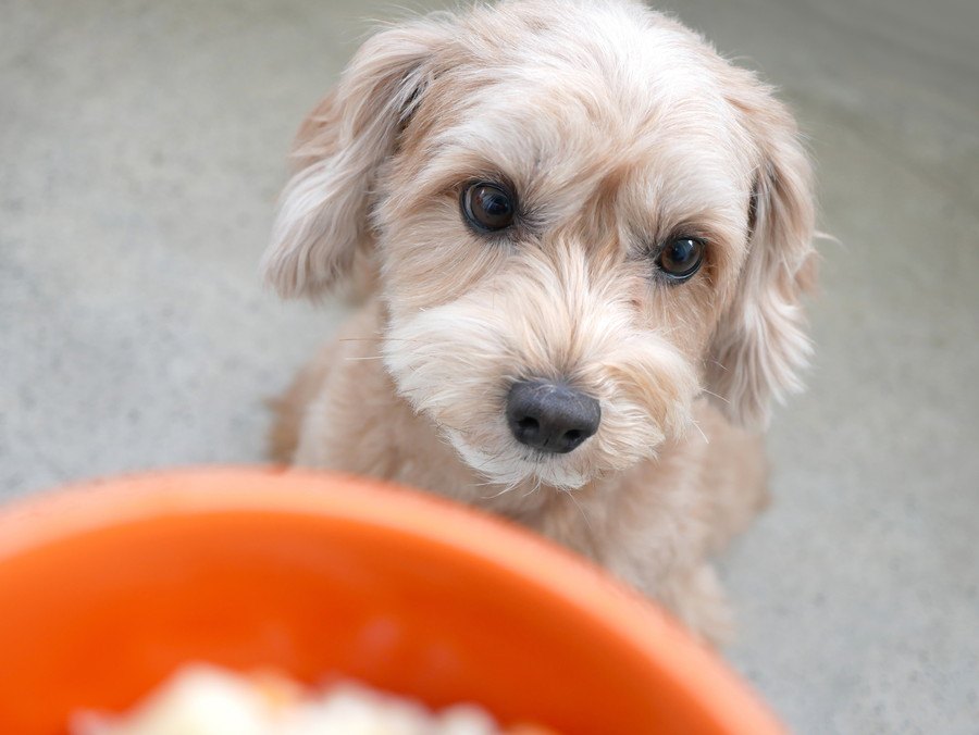 犬に絶対与えてはいけない『夏の野菜』４選！食べてしまった時の対処法は？