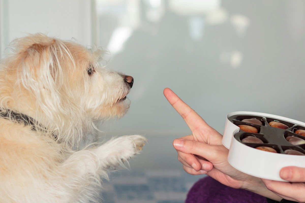 犬にとって害のある『冬の食材』4選　与えてはいけない理由や出る症状とは？