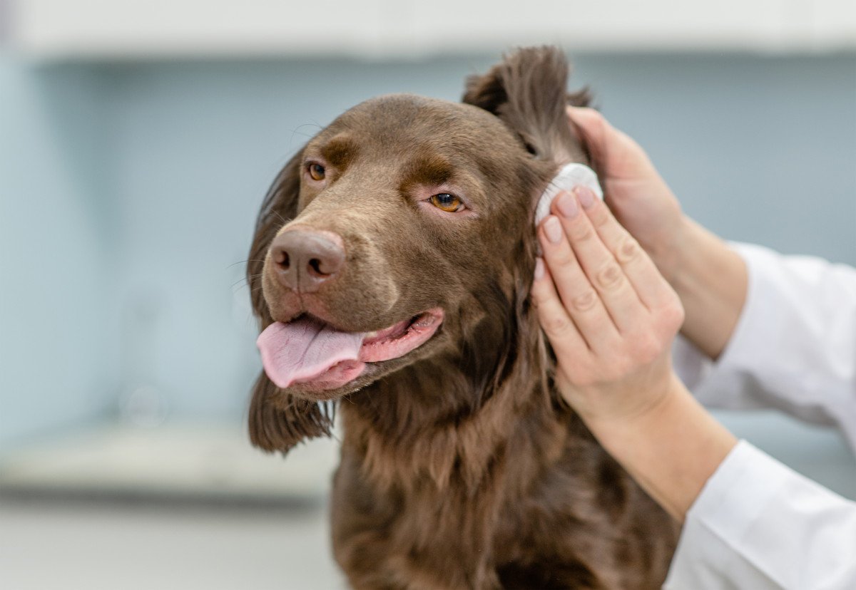 犬の耳掃除をする時の『NG行為』3選！やるべきではない理由と正しいケア方法