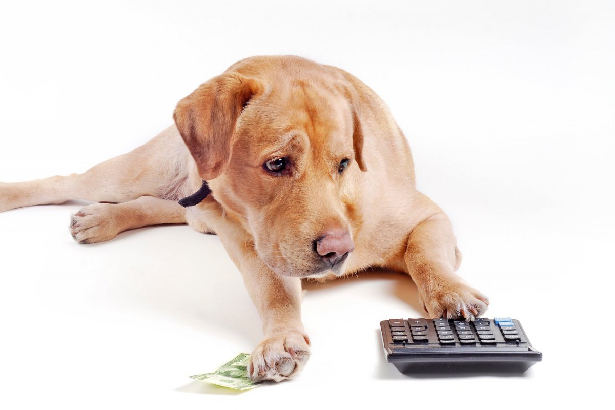 犬を飼うのに適した『年収』とは？必要なお金や貯金額の目安を解説