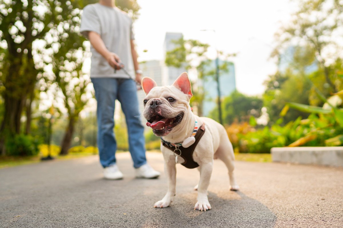 犬が散歩中に他人を気にしすぎる理由5つ　興味津々になっている心理や危険な問題行動とは？