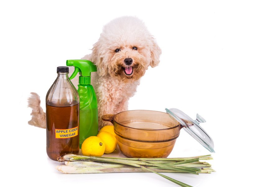 犬にお酢を与えても大丈夫？しつけに活用する方法やメリット、注意点