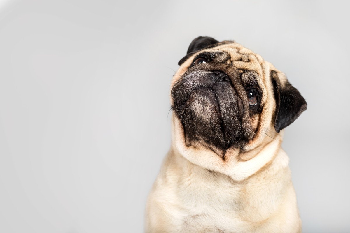 鼻ぺちゃ犬がかかりやすい「病気」3選！初期症状や予防のためにできることとは？