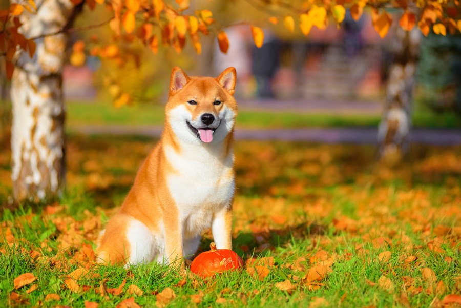 犬との暮らしで秋に注意しなければいけないこと５選
