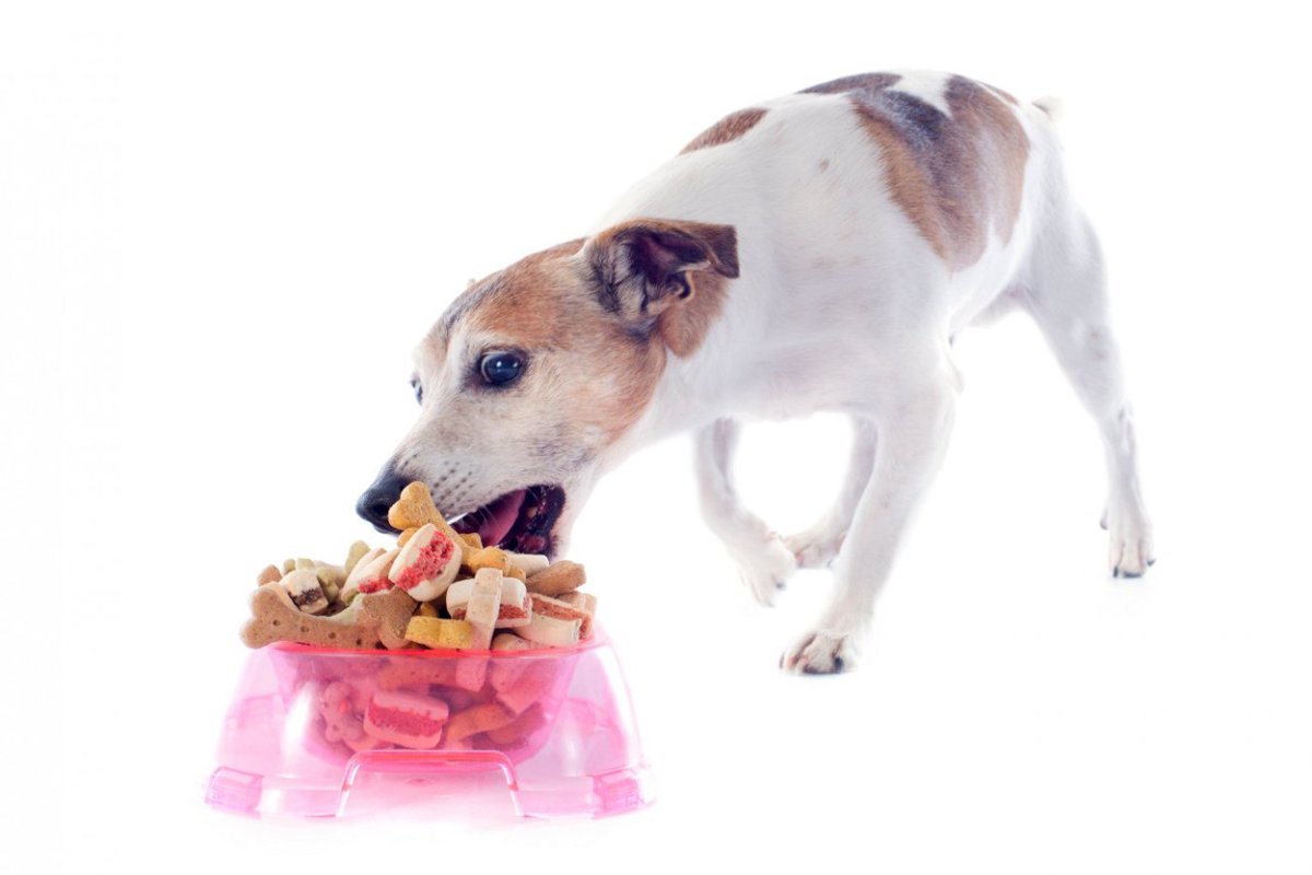 老犬の食欲が異常にある…何かの病気？４つの原因と飼い主がすべき対処法