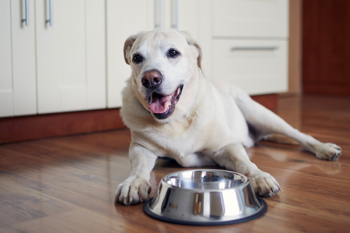 シニア犬にとって『腸活』が大事な理由4選！腸内環境が悪いときのサインやリスクとは