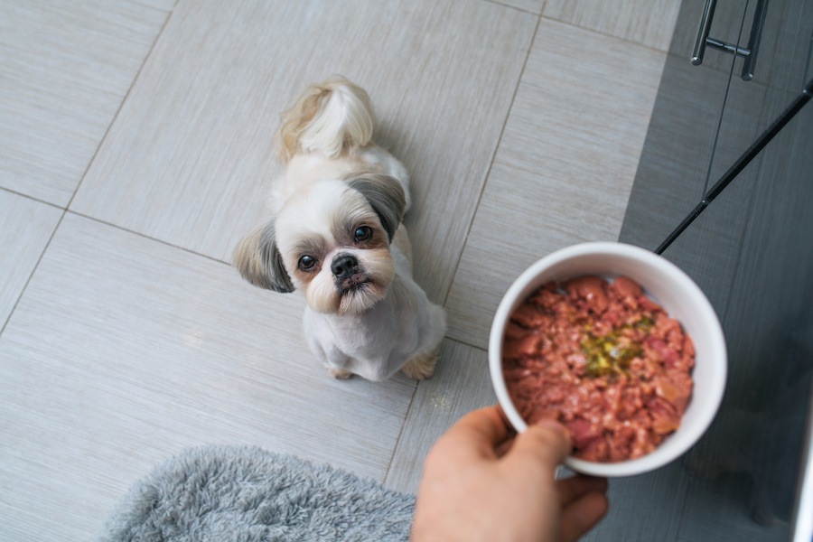 犬のための生肉食パックや加熱冷蔵食を与えた時の体の反応【研究結果】
