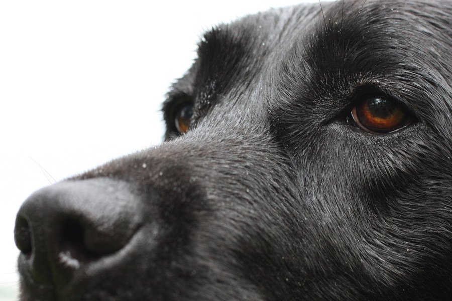 がん探知犬の検査でがんを早期発見！高精度な検査方法や口コミ評判