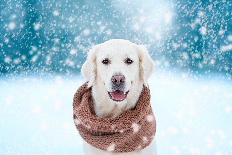 犬の寒さ対策！冬を快適に過ごすための工夫を始めよう