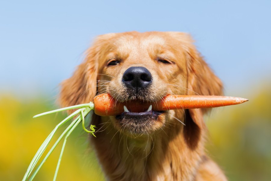 犬も食べられる『春の野菜』５選