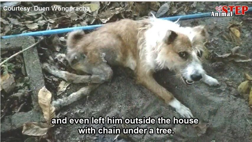 後ろ足を二本骨折…それでも鎖で繋がれた放置された犬