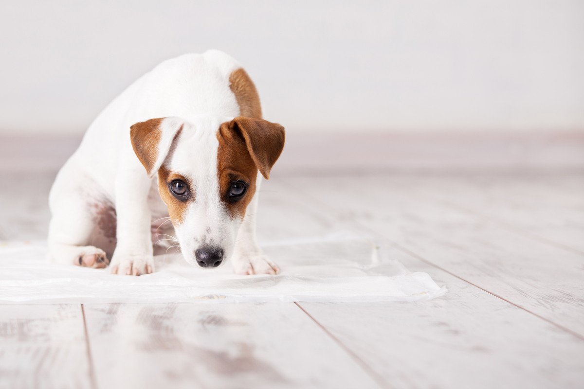 愛犬が人前でトイレをしない…2つの原因と対処法
