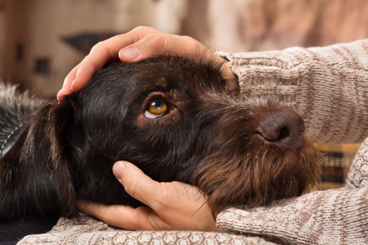 犬は人間のストレスを嗅ぎ分けられるという研究結果