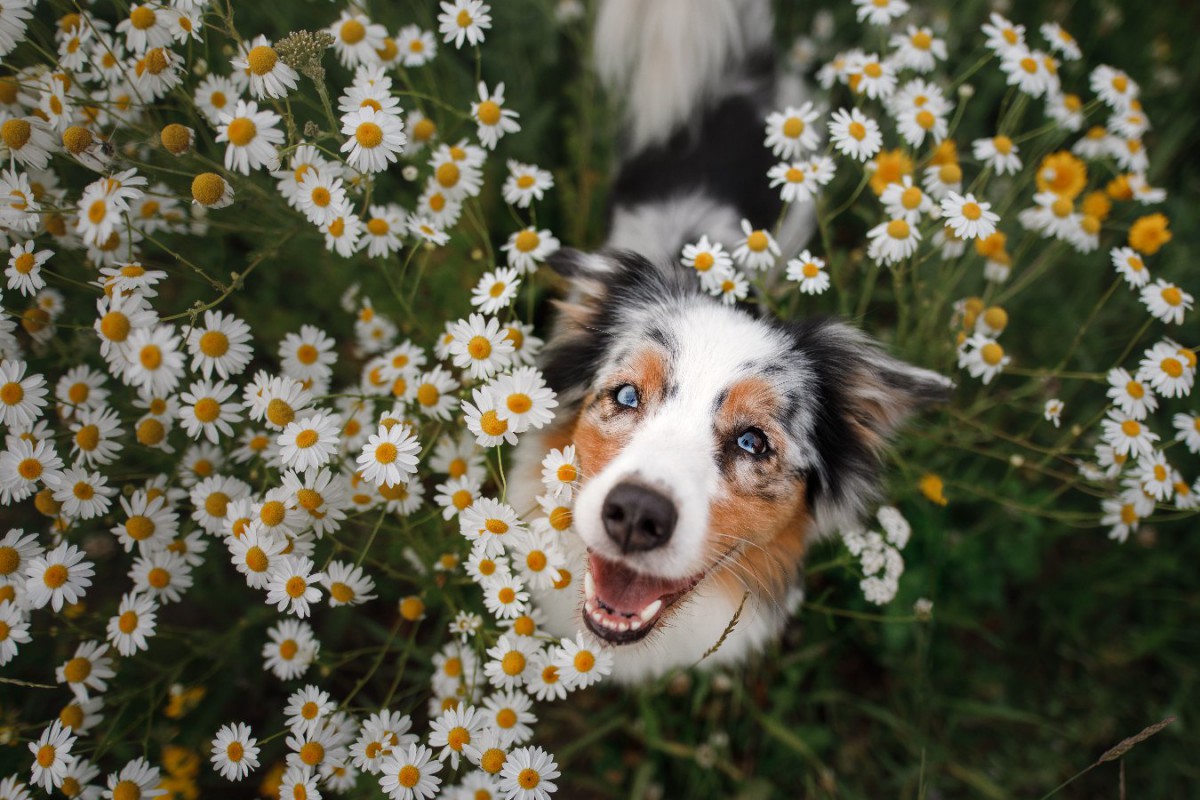 犬が幸せや喜びを表現している時に見せる行動や表情4選