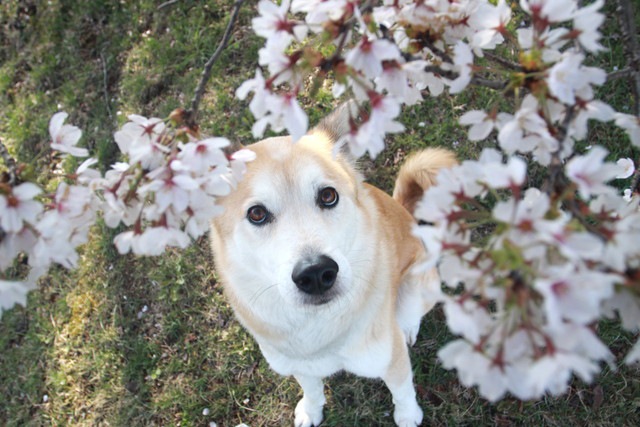 犬とお花見に行くときの注意点と考えたいマナー