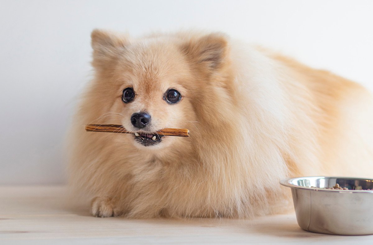 犬がご飯を好き嫌いする理由って？偏食の原因と食べるもの・食べないものがある時の対処法