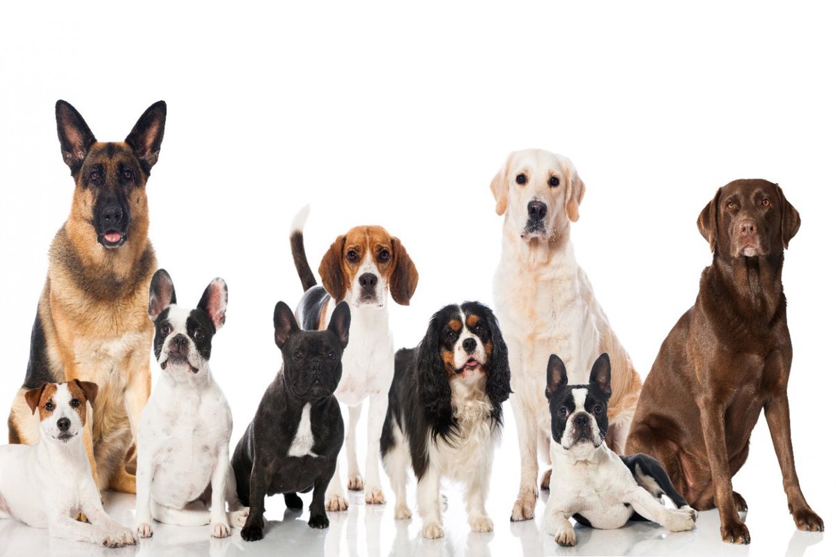 動物についての知識や経験は犬種への固定観念に影響するか【研究結果】