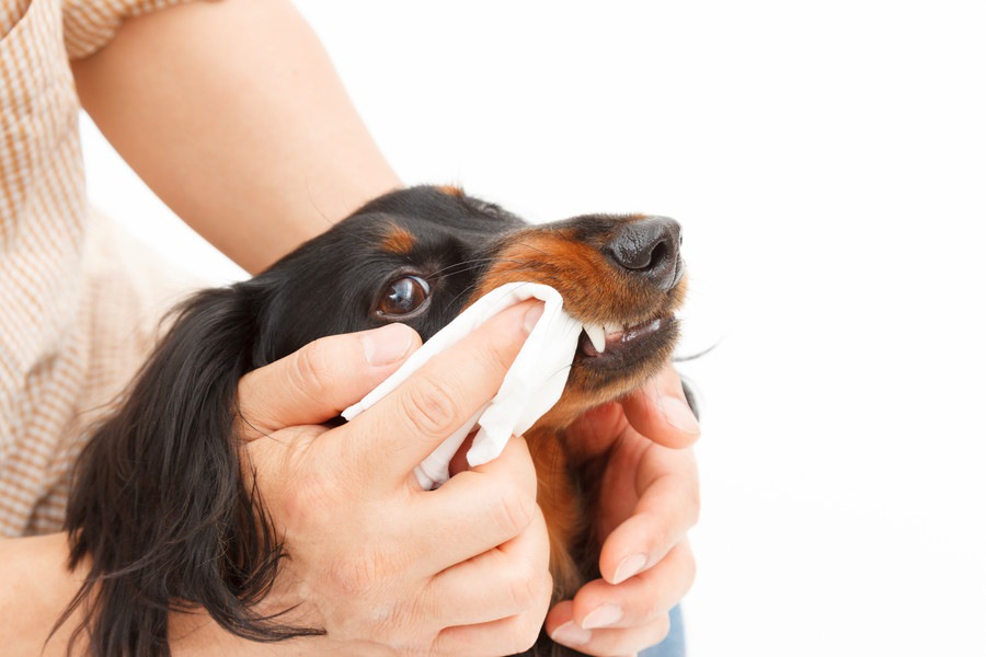 犬の口臭がひどい！原因と治療方法、予防策まで