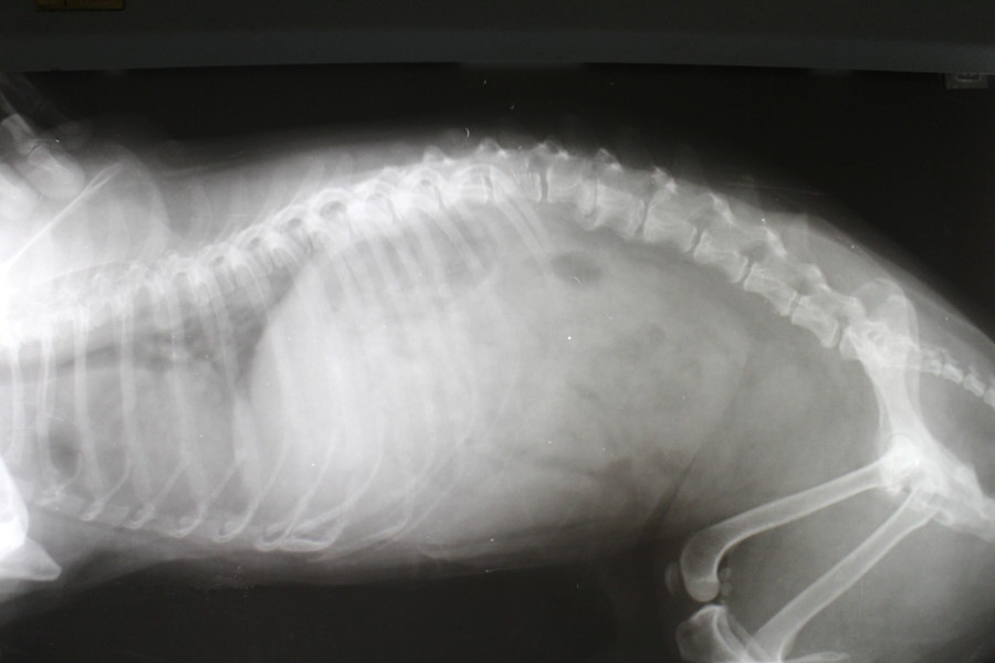 キアリ様奇形とは小型犬に多い病気　症状や治療法を解説