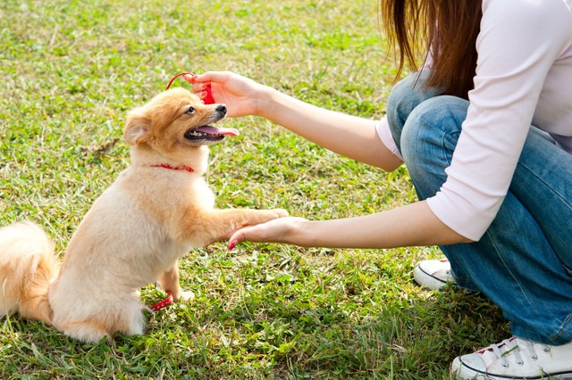 愛犬へのコマンドは英語、それとも日本語？