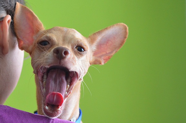 犬の舌の秘密！味覚やその他の機能について