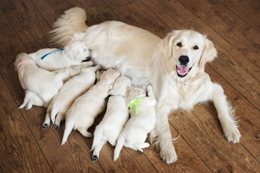 英国での調査、購入された子犬の４分の１は８週齢未満で迎えられている！