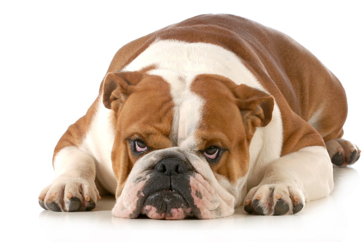 愛犬が「ふてくされている時」のサイン４選！機嫌を直してもらうためにすべきことは？