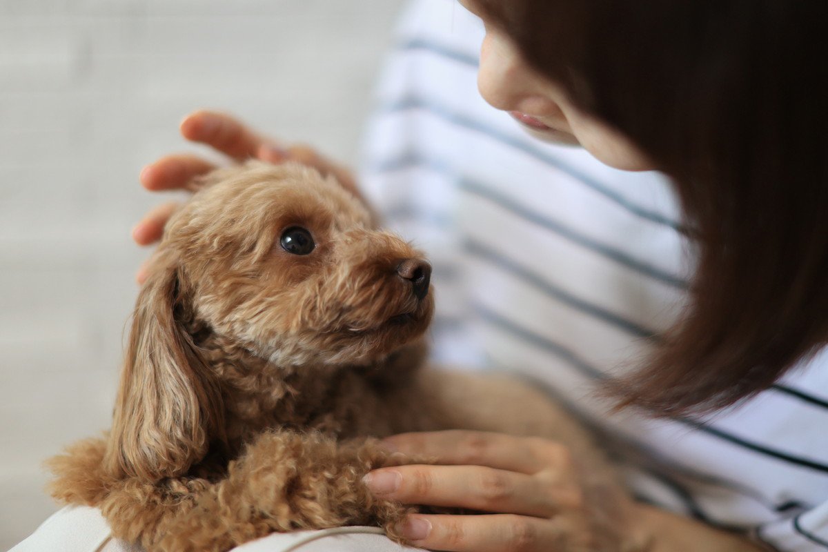 犬が飼い主に『ソフトタッチする』心理3選　優しく触ってくる行為にはどんな意味が込められているの？