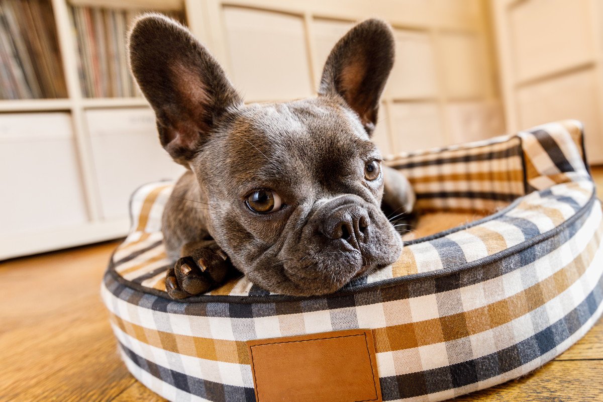 犬が『心地いい』と感じるベッドの特徴4つ！睡眠環境を整えるコツは？