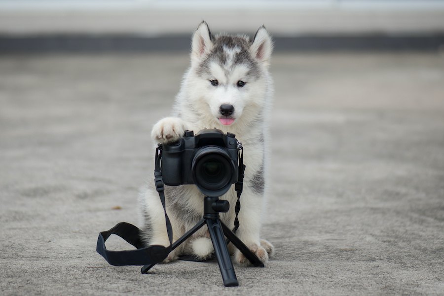 犬の写真撮影でやらない方が良いNG行為５つ