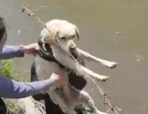 非番の警察官と近所の住人が協力！強い流れの水路を渡れない犬を無事救助。