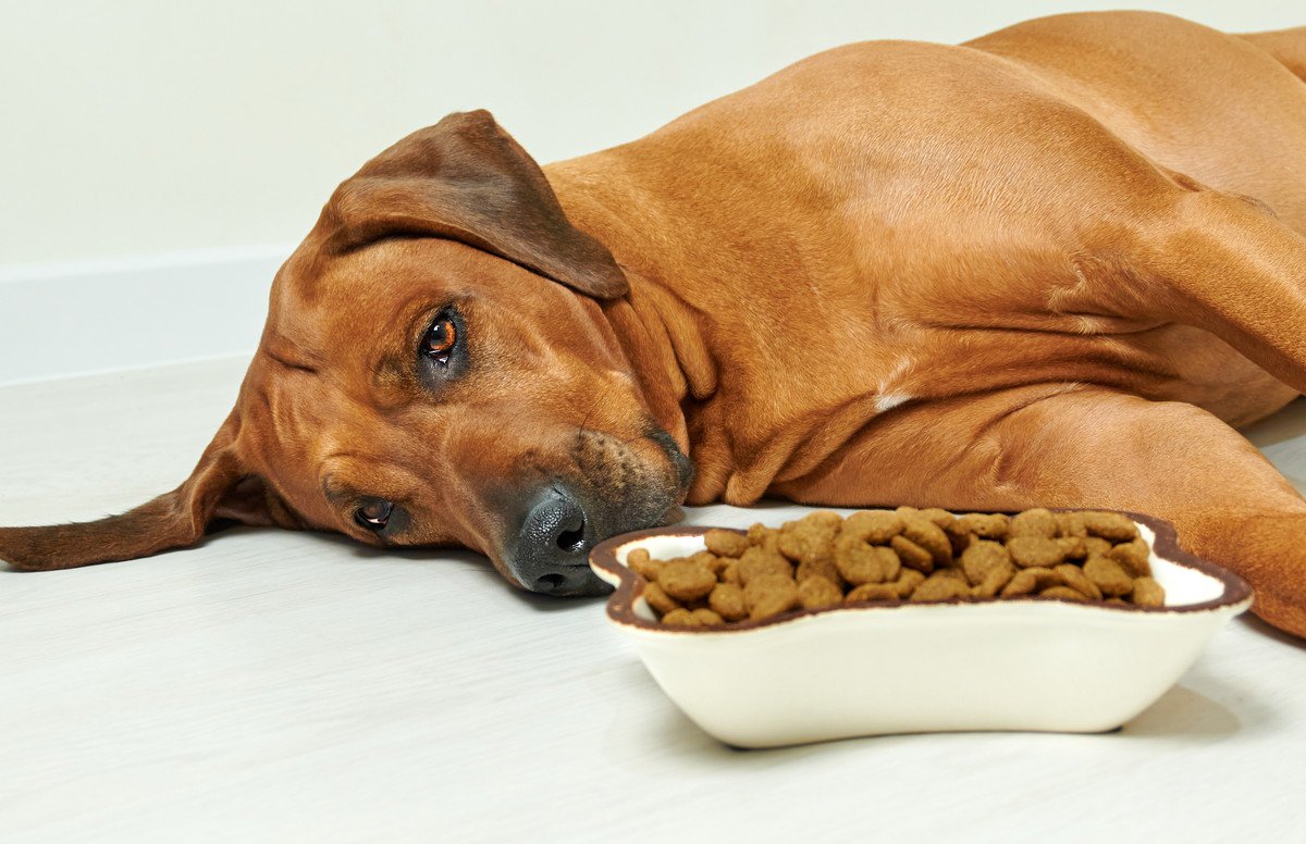 愛犬の食事介護の方法と飼い主が気をつけたい注意点