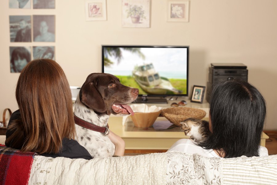 一緒にテレビを見るなら犬が最高？テレビと犬にまつわるアンケート結果