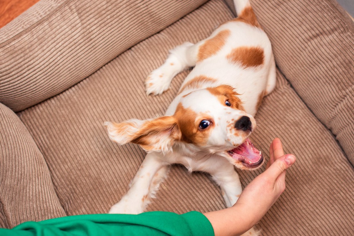 愛犬が飼い主を『本気噛み』してくる心理とは？４つの理由と改善方法を紹介