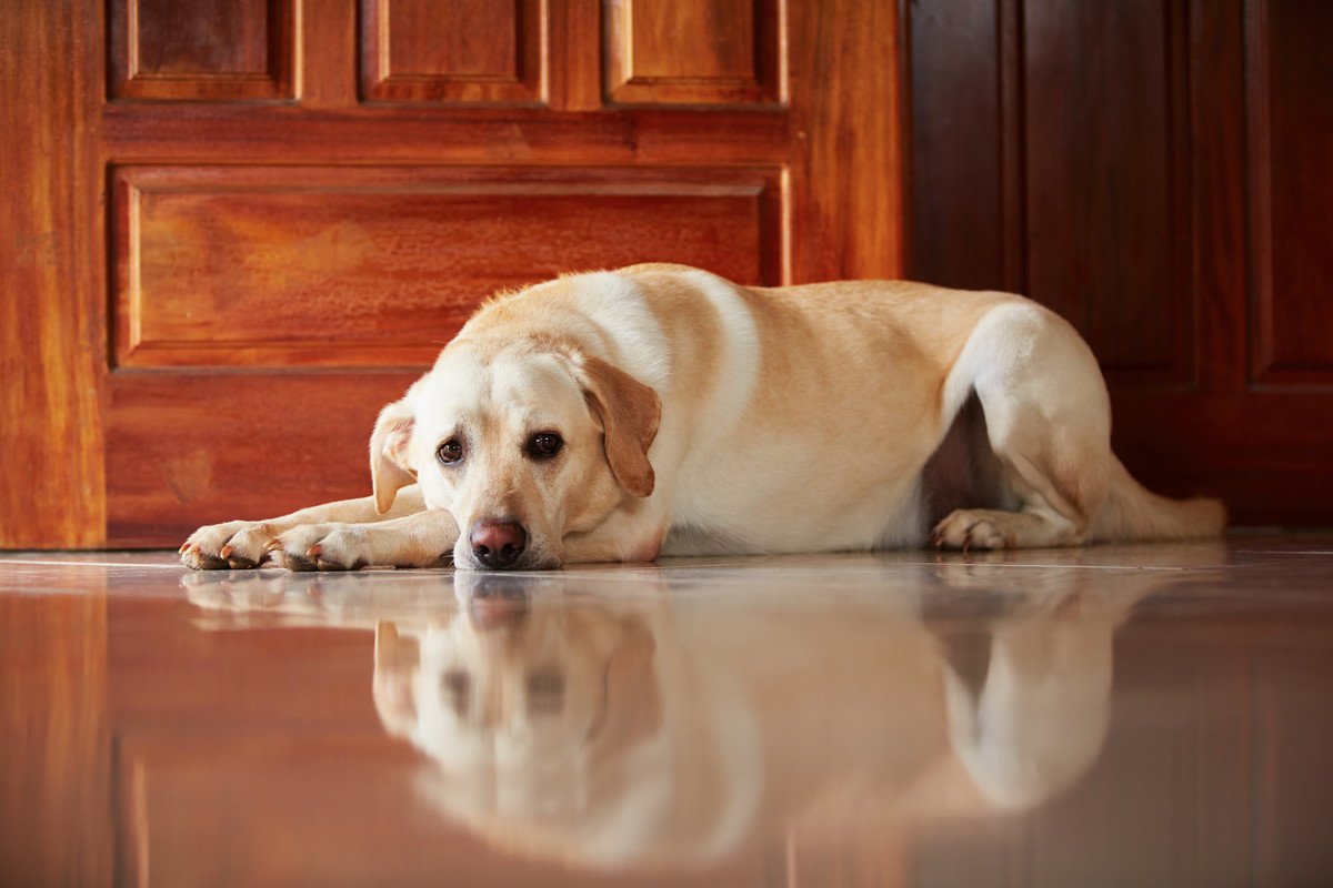 犬が不快に思っている「飼い主の行動」４つ！なるべくストレスを与えないコツとは？