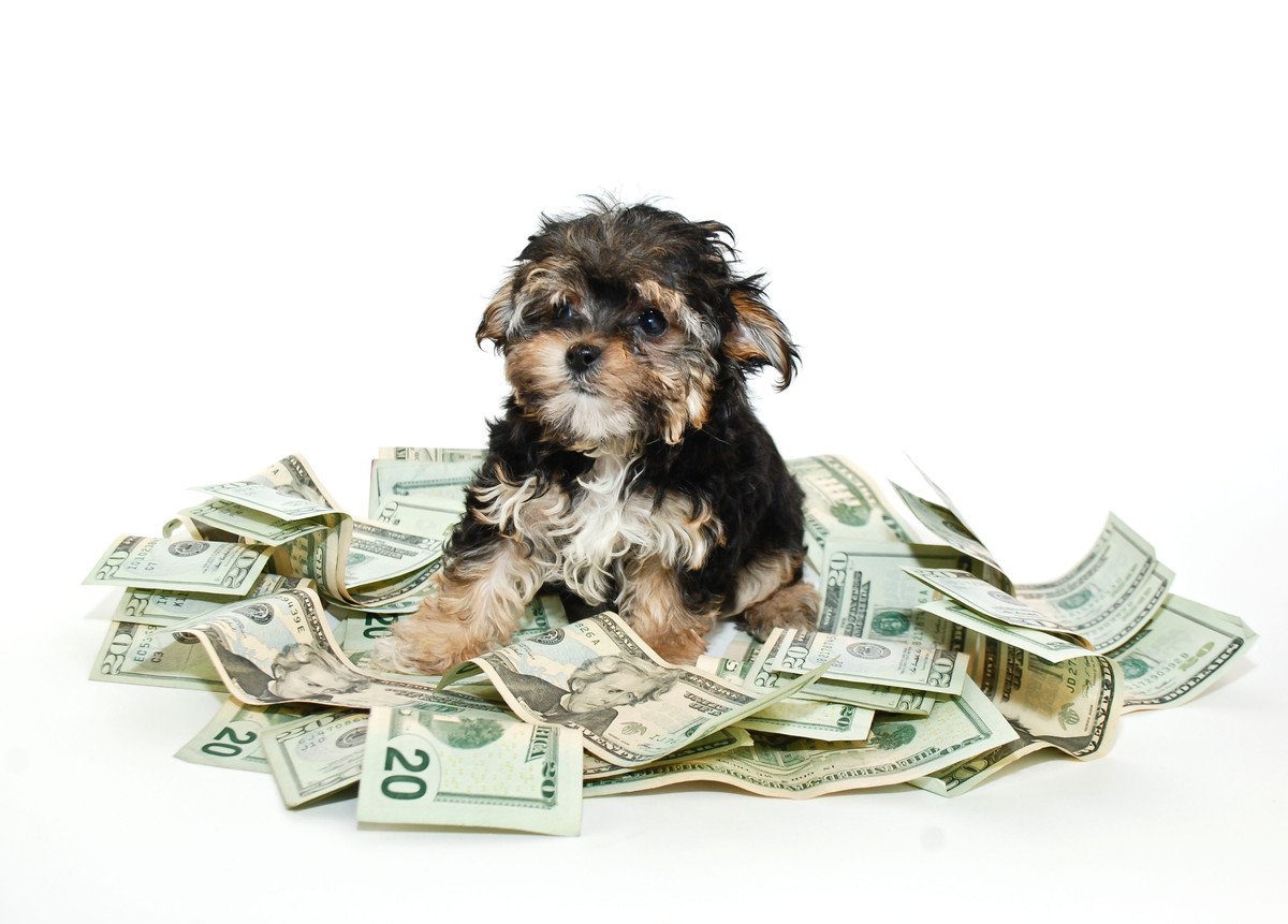 絶対に惜しんではいけない『愛犬への費用』4選　お金をかけておくべきポイントやその理由とは？