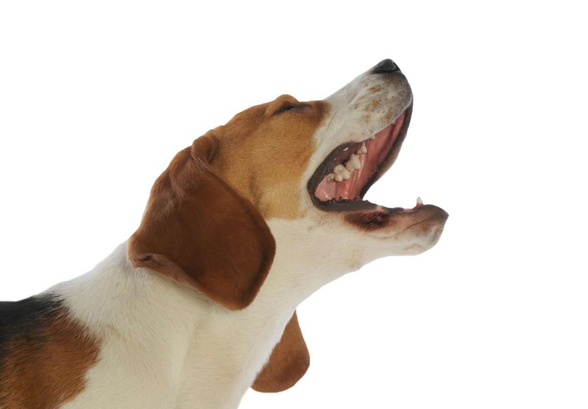犬が『辛い』と感じている時の鳴き方5選　いつもと違う鳴き声の場合は要注意