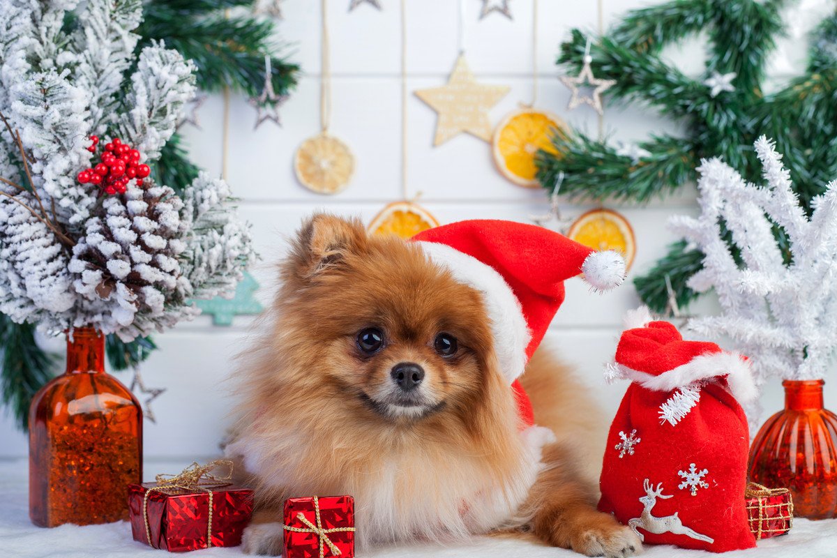 愛犬と過ごすクリスマス！安全に過ごすための「4つの対策」