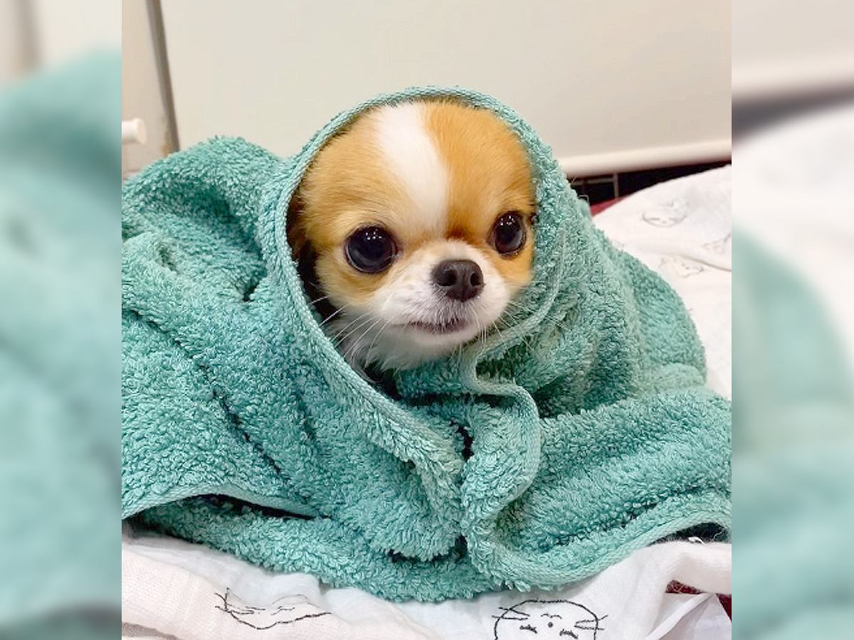 お風呂上りの犬をタオルで包んだ結果…『お耳がなくなってしまった姿』が167万再生の大反響！自分でスリスリ乾かそうとする光景も