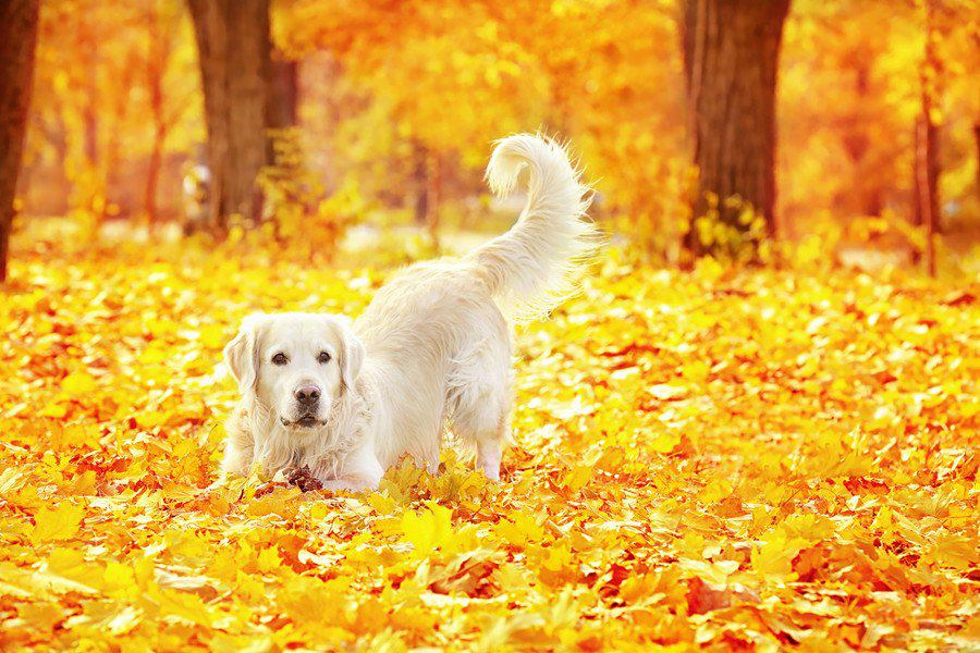 犬と秋を満喫する遊び方４つ
