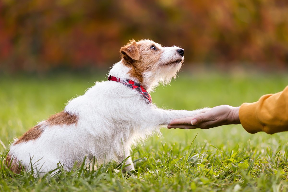 犬が思う『良い人』の特徴5つ　わんこにモテるための要素や条件について詳しく解説