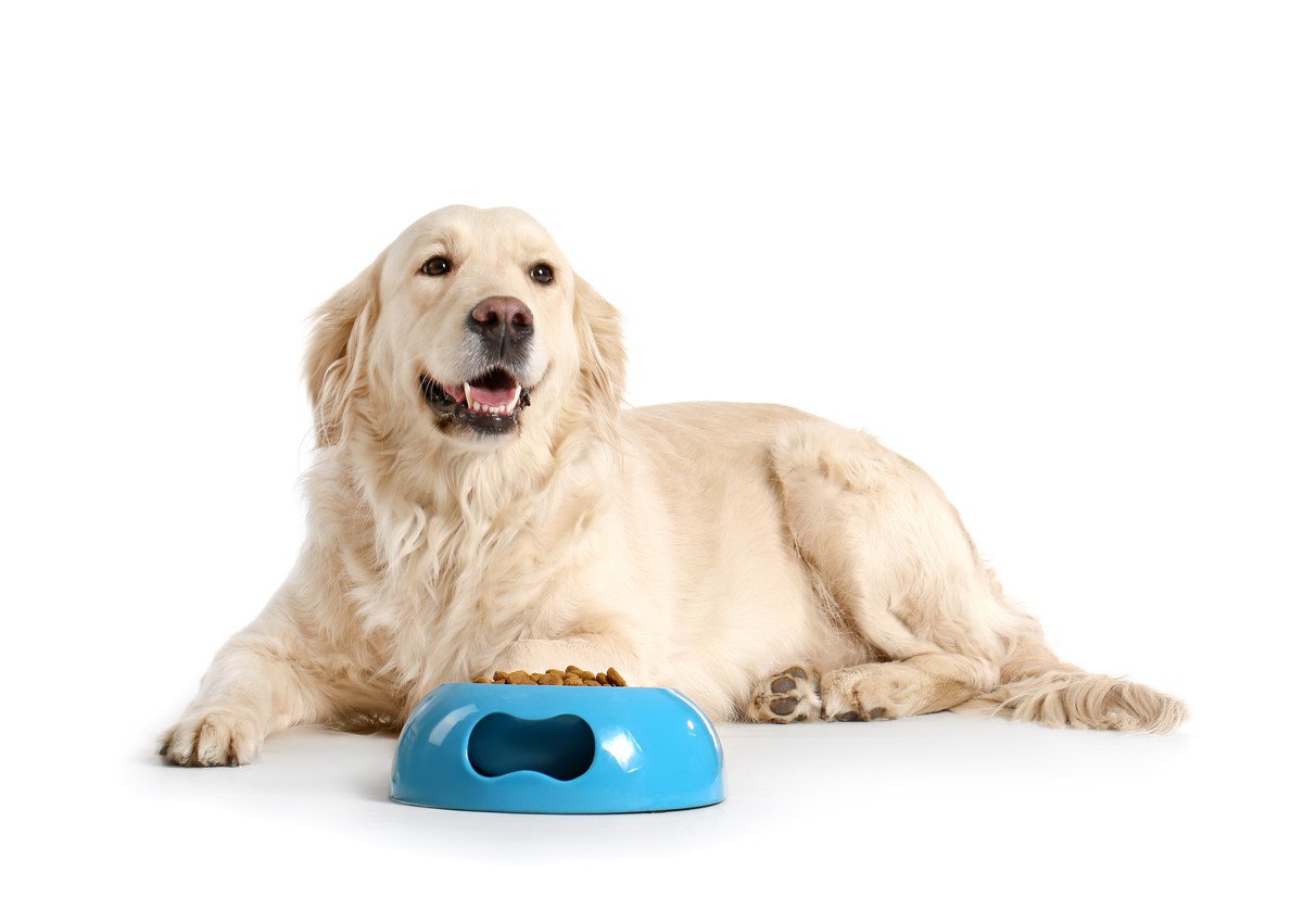 【KINS WITH BOX】犬の『菌ケア』をご存じですか？　犬も体内の菌を整える時代に
