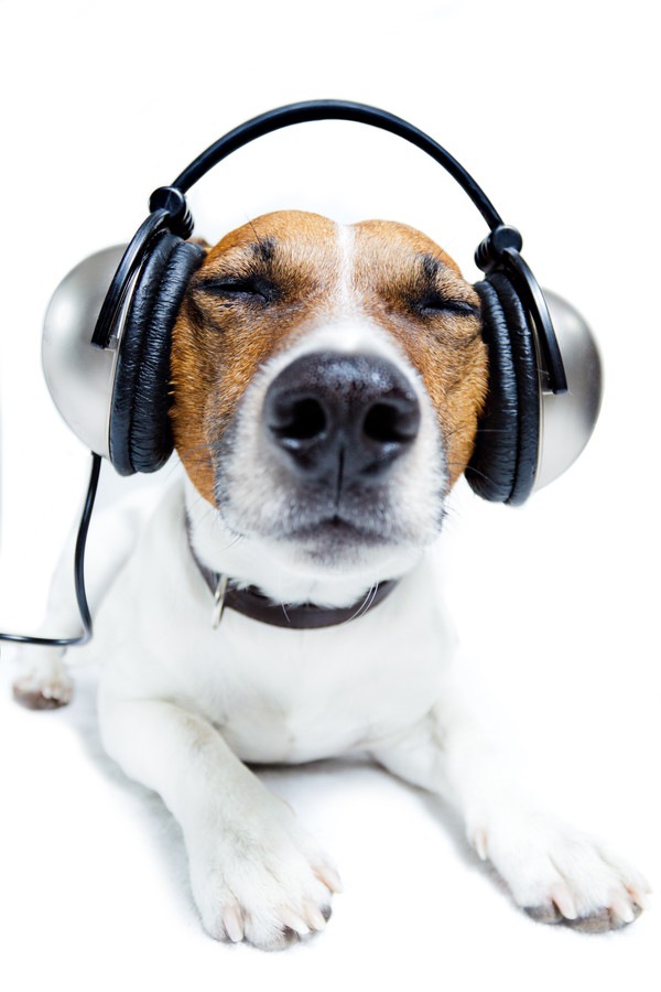 犬は音楽を理解している？曲の好みや可聴域、ヒーリング効果など